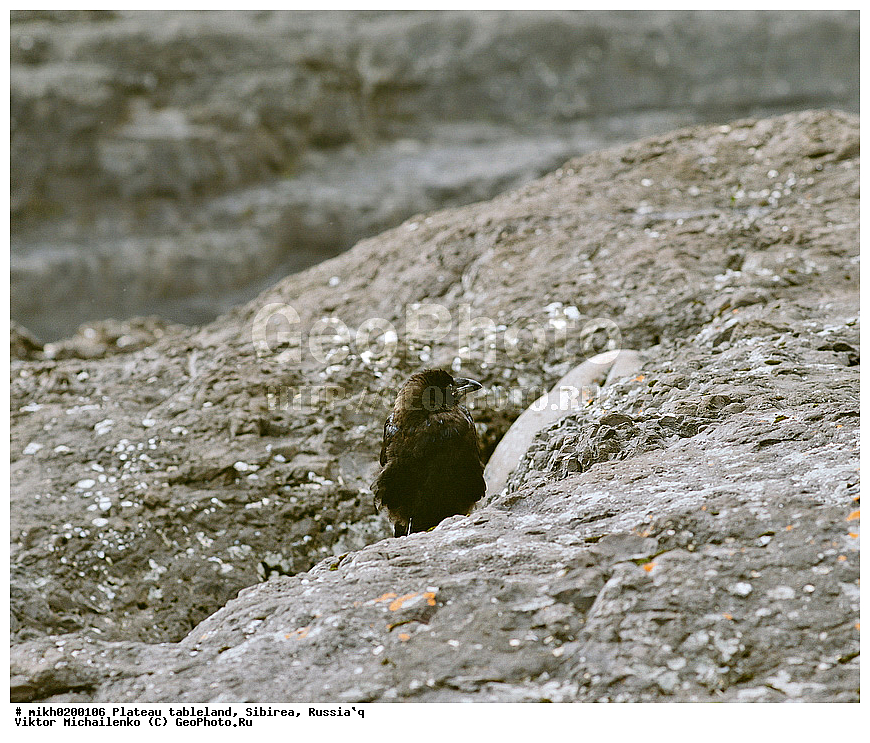 ������ ���� �������, ����� ��������, �����, �������� ������, ������ �����