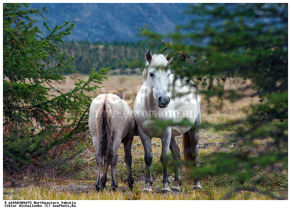 ������, ������, ������ ������, ������, �������� ������, ���������, ��������� �������� 