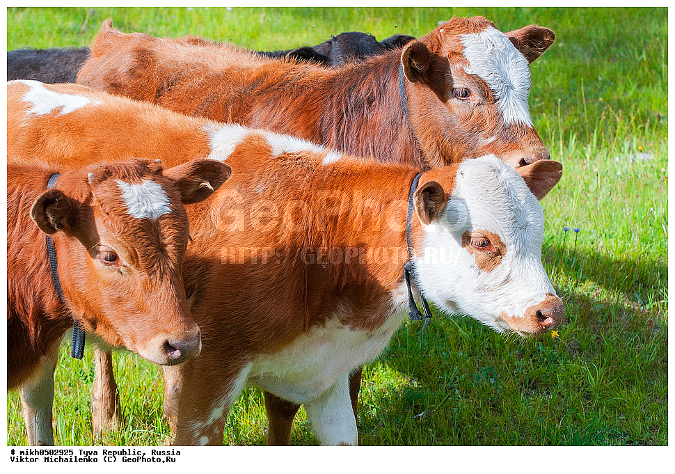 ���������� ����, ����, ��������� ����, ������, ����, �����, ������, ���, ����, �����, ������� �����, ������ �����, ����� ������