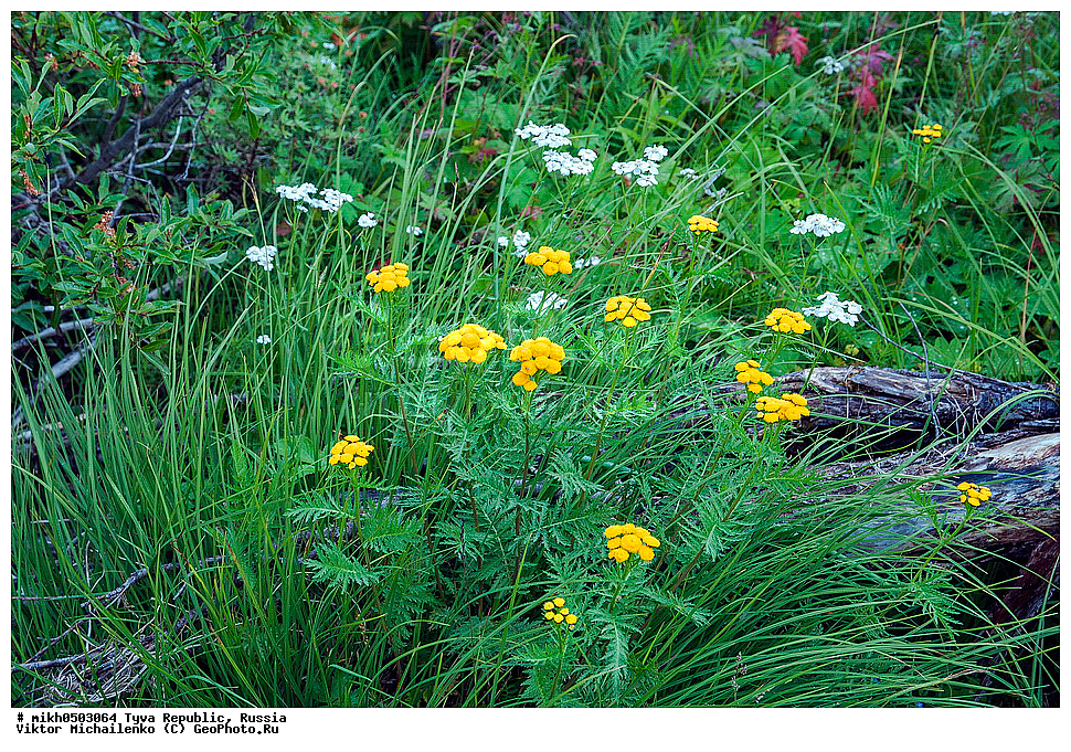 ���������� ����, ����, ��������� ����, ������, ������ ������, ���-����, ����� ����-�����, ��������, �����, �����, �������������