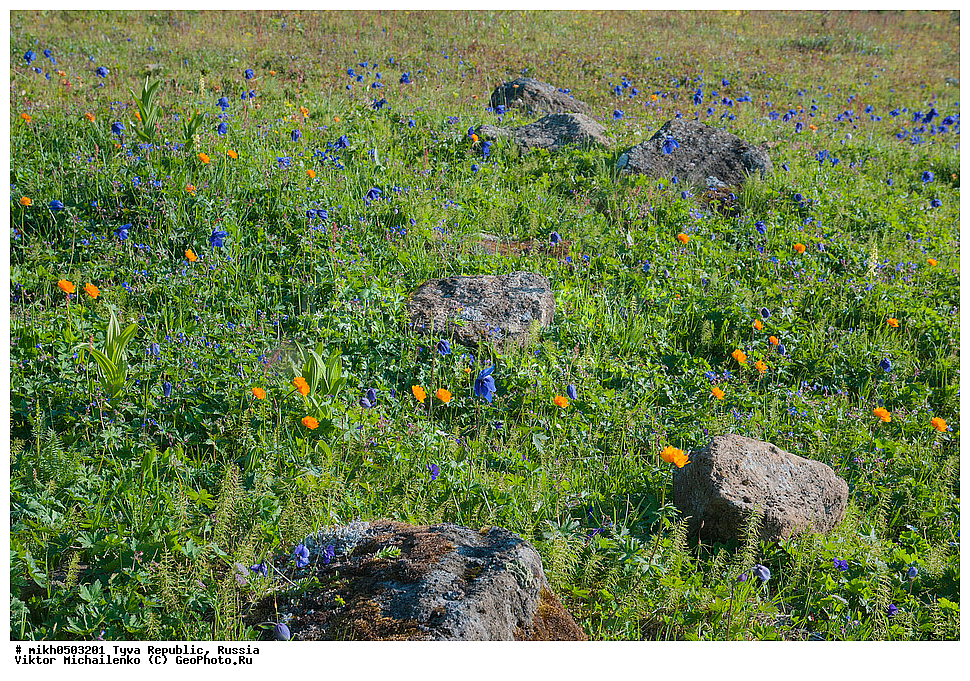 ���������� ����, ����, ��������� ����, ������, ������ ������, ���-����, ����� ����-�����, ���������� ���, ��������, �����, �����, �����, ������ ��������, �����, ���������� ��������, ������������ ��������, ������������ ��������, ������, �����, XYZ, ���������, Ranunculaceae, �������� ����������, �������� ������, ��������� ����������, Aquilegia glandulosa, ���������� ���������, ����� ���������, ������ ���������, ������ ���������, Trollius asiaticus, Trollius asiaticus ssp. affinis