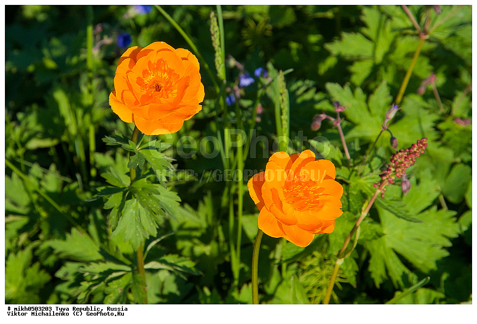 ���������� ����, ����, ��������� ����, ������, ������ ������, ���-����, ����� ����-�����, ���������� ���, ��������, �����, �����, �������, ������ ��������, �����, ���������� ��������, ������������ ��������, ������������ ��������, ������, �����, XYZ, ���������, Ranunculaceae, ���������� ���������, ����� ���������, ������ ���������, ������ ���������, Trollius asiaticus, Trollius asiaticus ssp. affinis