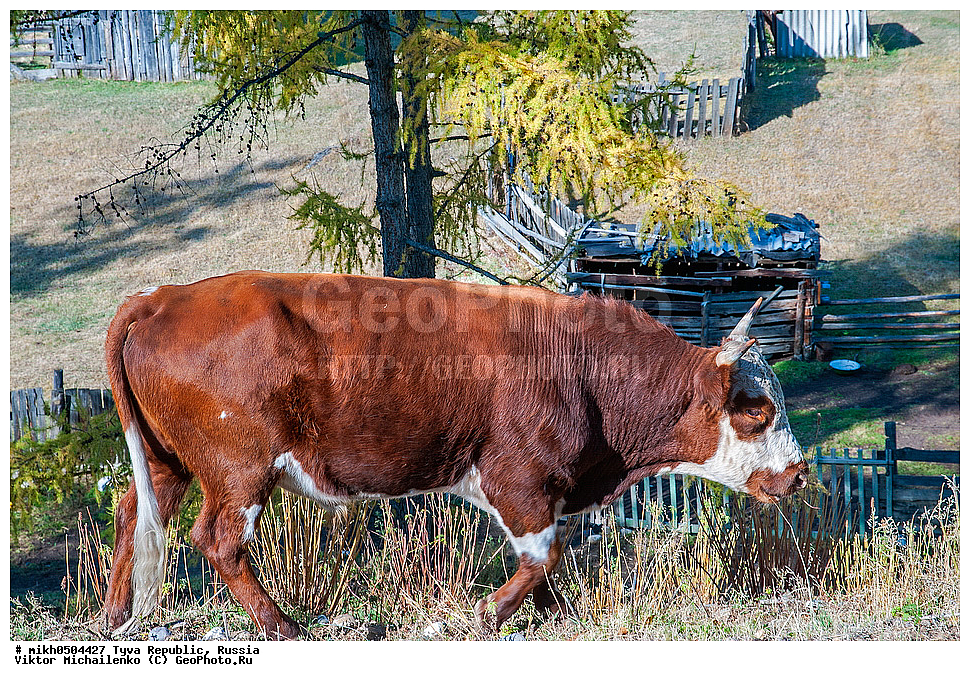  ���������� �������, ��������� ����, ������, ����, ���, �������, �����, ���