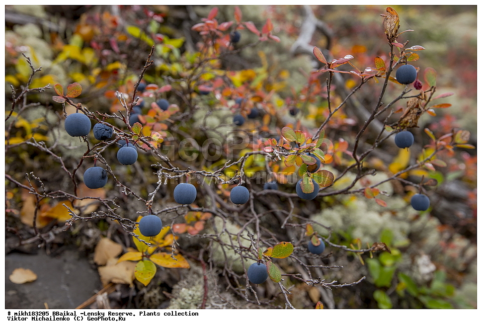 ������, �����, ����������, ����, ����,  �������-������� ����������, �����, ��������, ������, ������, ��������� �������