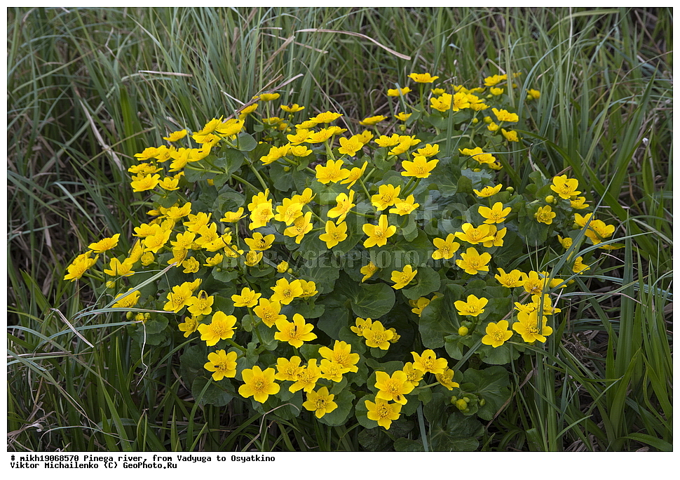  ������� ������, ���������� ����, ������, ����,  ������� �����, ������� ����, �������