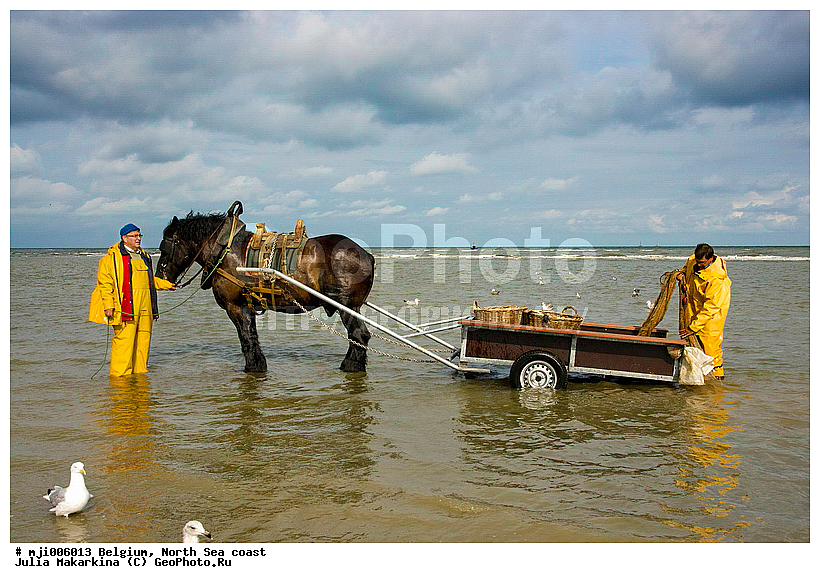 �������, �������� ����, ������������, ����� ��������, ��������, ������, ����, �����, ������, ����, ��������, ��������, �������������, �������������, �����, �����, XYZ, ���������, Equidae, �������� ������, Equus ferus caballus