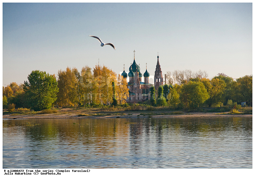 Ярославль, город, храм, церковь, архитектура, РПЦ, городской пейзаж, осень, осенний, чайка, река, река Которосль, Которосль, Коровники, храмовый комплекс, храмовый Ансамбль, церковь Иоанна Златоуста
