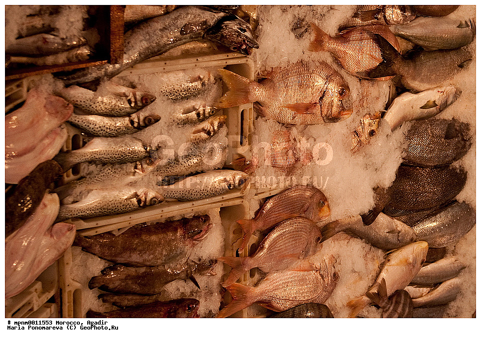 �������, ������, �����, �����