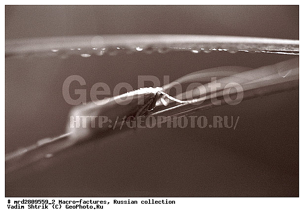 ����, ������������, ��������, ����, ����, ��������������, �������������, ��������������