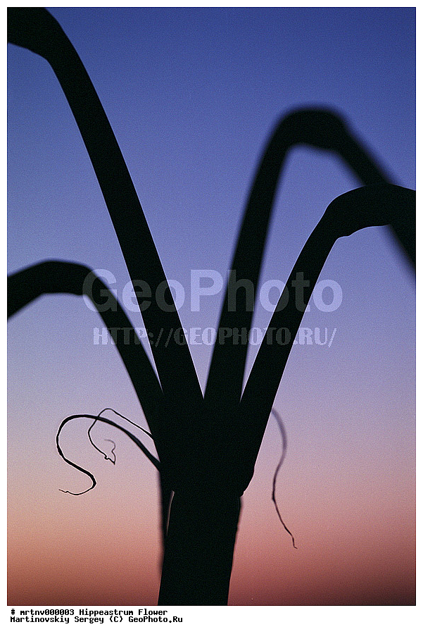 ������, �����������