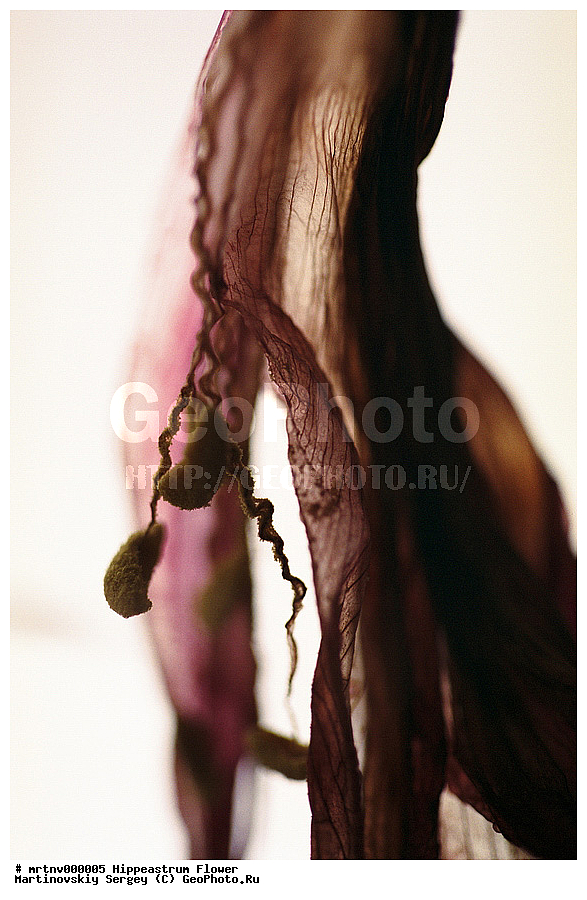 ������, �����������