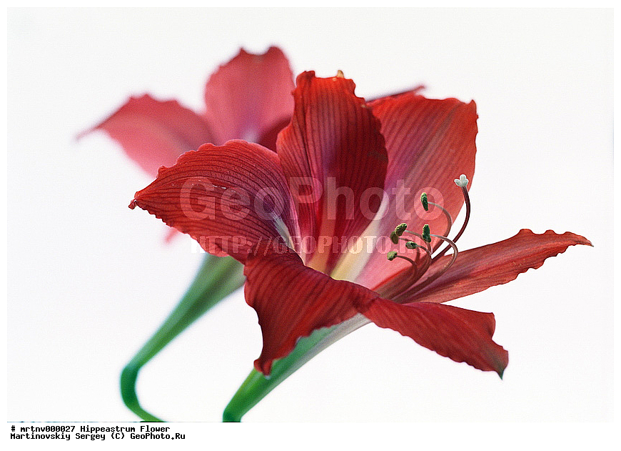 ������, �����������