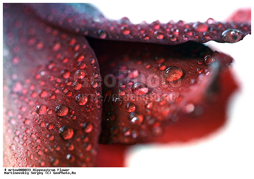 ������, �����������