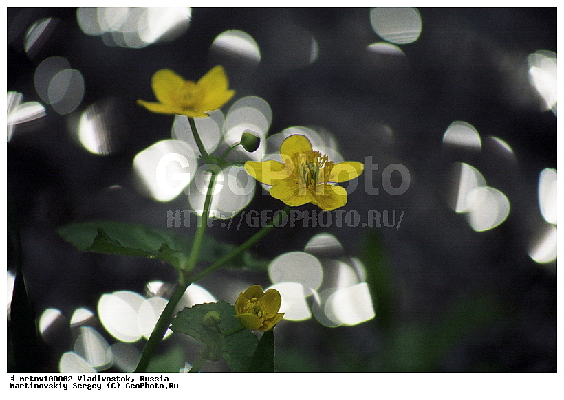  �����������, ������