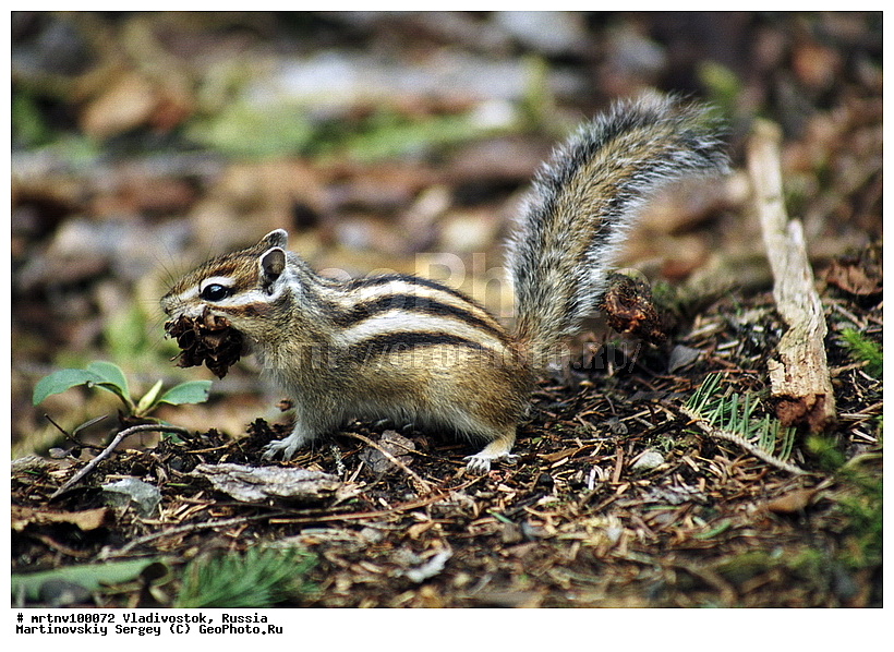  �����������, ������