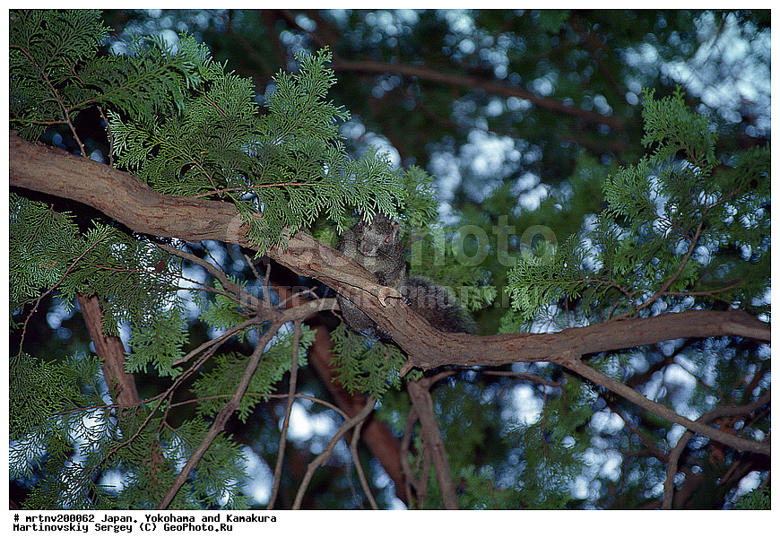 ������, ��������, ������ �����, �����