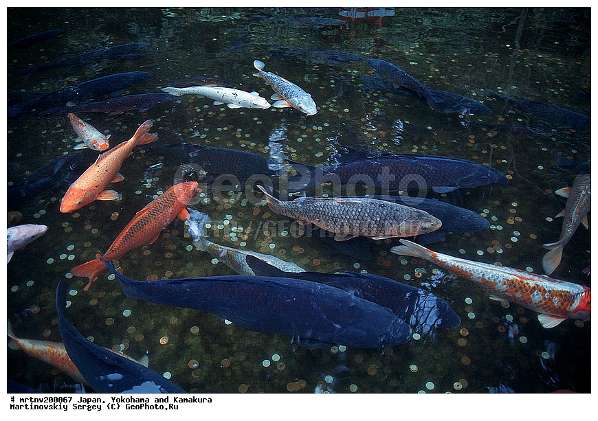 ������, ��������, ������ �����, �����