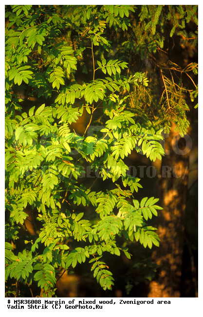 ���, ����, ����������� �����������, ������, ��������� ���