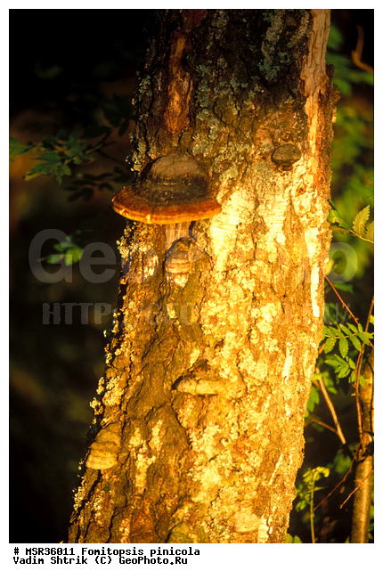 �������� ����������, ������ �����, ��������