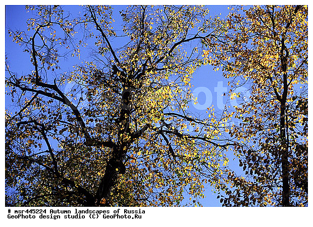 �����, ������, ������� ����, ������, ������