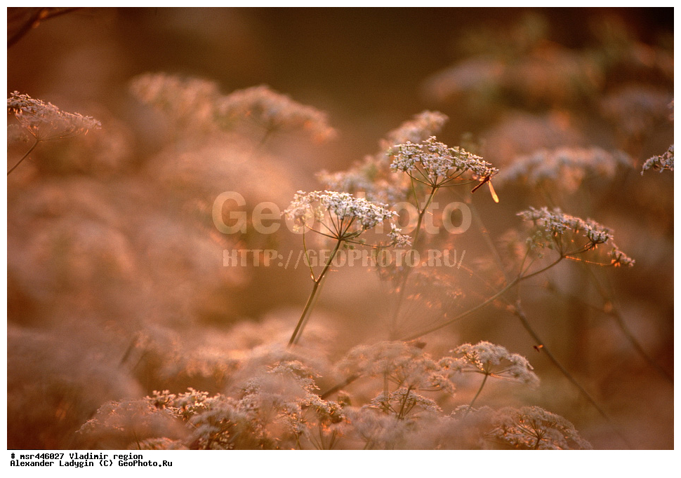 ������, ������������ �������, ����, �����, ����, ����, �����, ���������, 