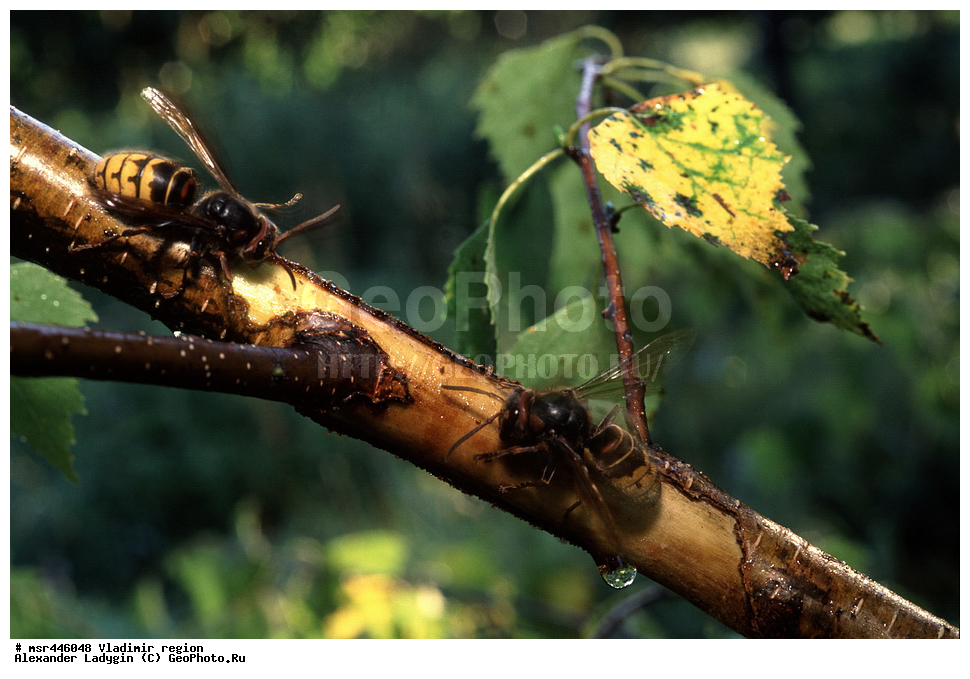 ������, ������������ �������, ����, �����, ����, ����, ���������, ���, �����, �����������������, ��������������, �������������, ��������������