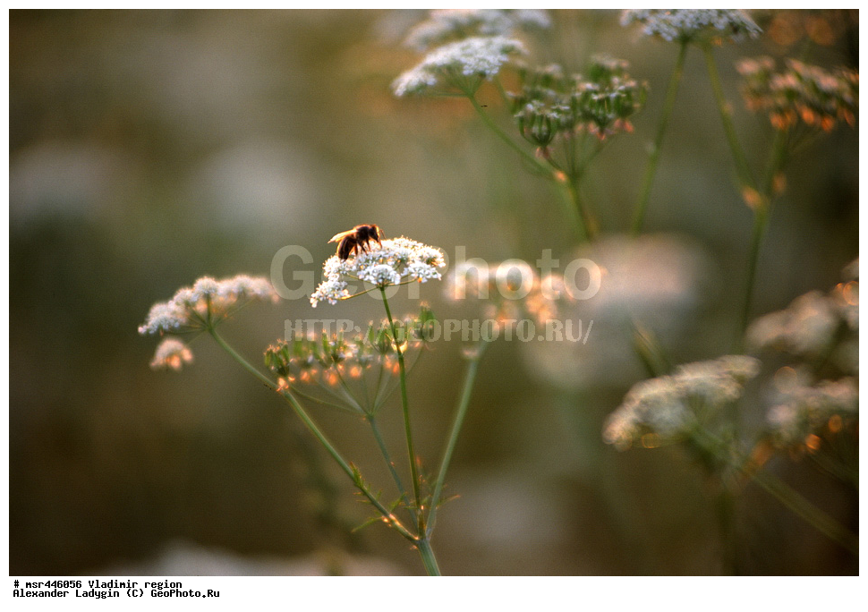 ������, ������������ �������, ����, �����, ����, ����, ���������, ���, �����, �����������������, ��������������, �������������, ��������������