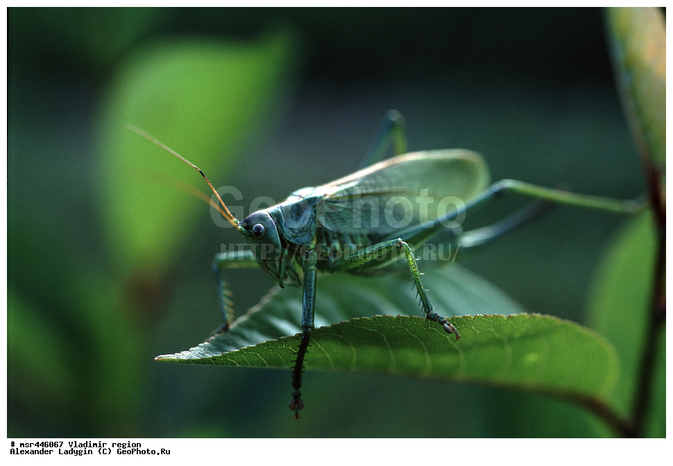 ������, ������������ �������, ����, �����, ����, ����, ����, �������������, �����������, ��������, �������