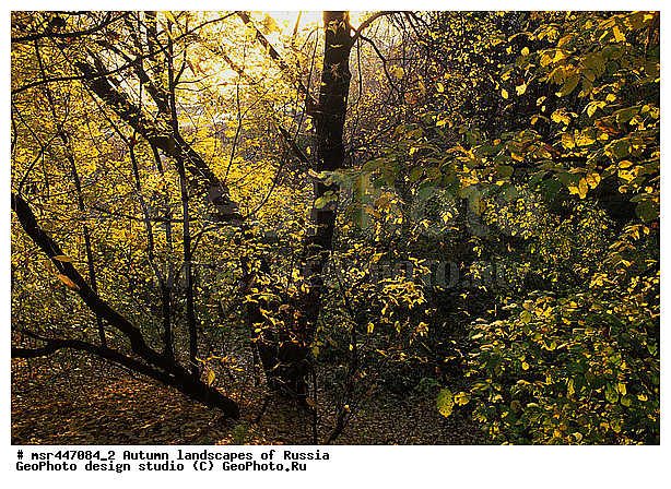 �����, ������, ������� ����, ������, ������