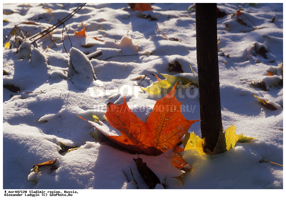 ������� ������ ������, �����, ������, ������������ �������, ��� ������������, ��� �������������, ��� ��������������, Acer platanoides, ����, ����, �����, �������