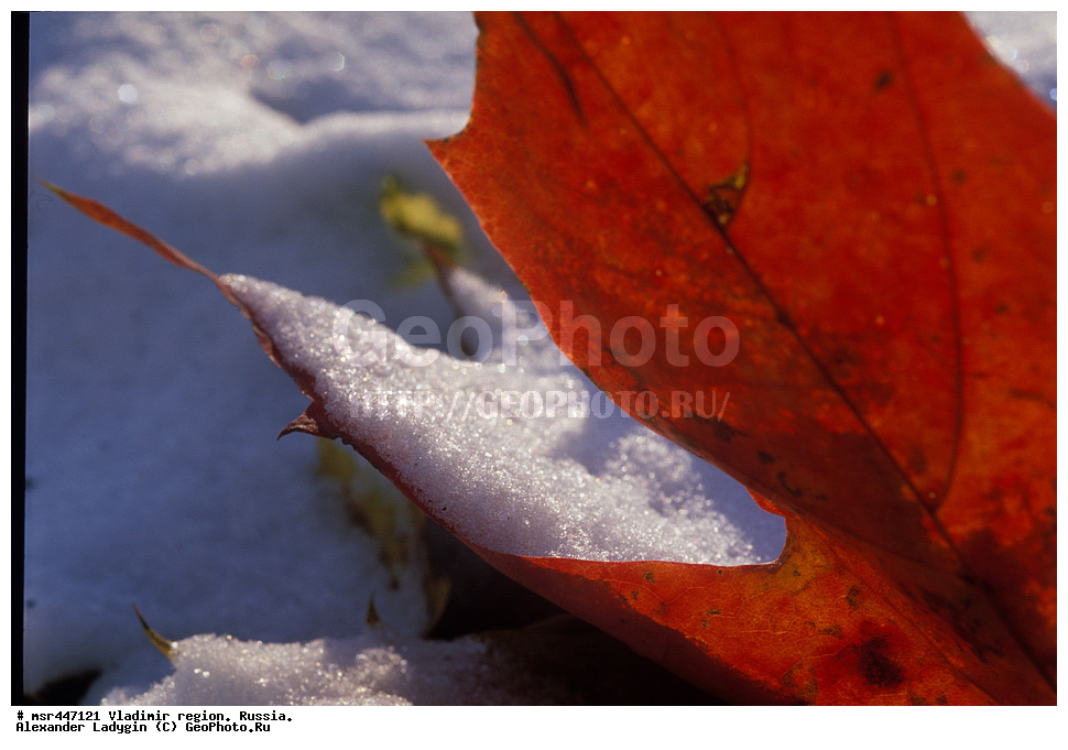 ������� ������ ������, �����, ������, ������������ �������, ��� ������������, ��� �������������, ��� ��������������, Acer platanoides, ����, ����, �����, �������