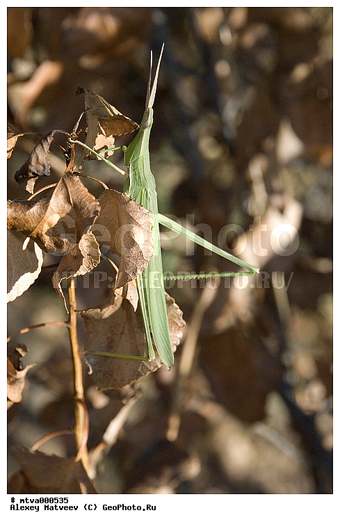 ������, �����, ���������, ������, �������, �������, �����, �������