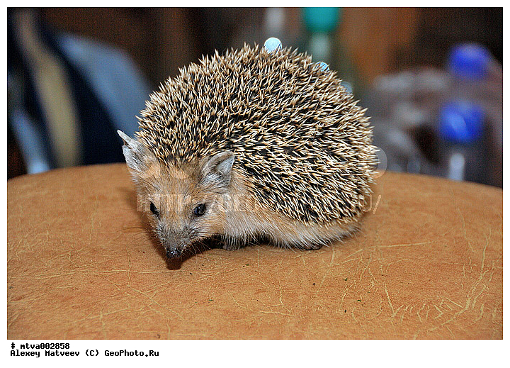 ������, �����, �������, ��, �������������, �����, �������, �������, ��