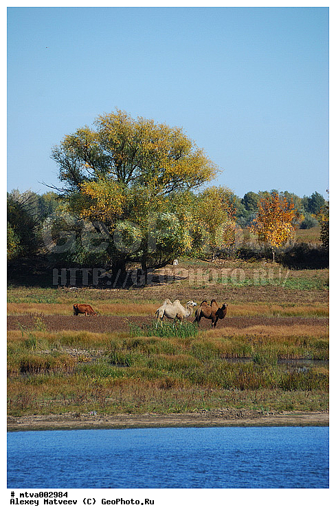 ������, ��������, �����, �����, ����, ���� ������, �����, ��, ��������, ��������, �������������, �������������, �����, �����, XYZ, �����������, Camelidae, ��������� �������, ��������, Camelus bactrianus