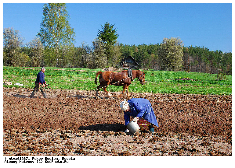 ���, ��������� �������, ���������, �������, �����, �������, ���������, ��������, ����, ������, ����, �������, ���, ��������, ���������, ��������, ��������, �������������, �������������, �����, �����, XYZ, ���������, Equidae, �������� ������, Equus ferus caballus