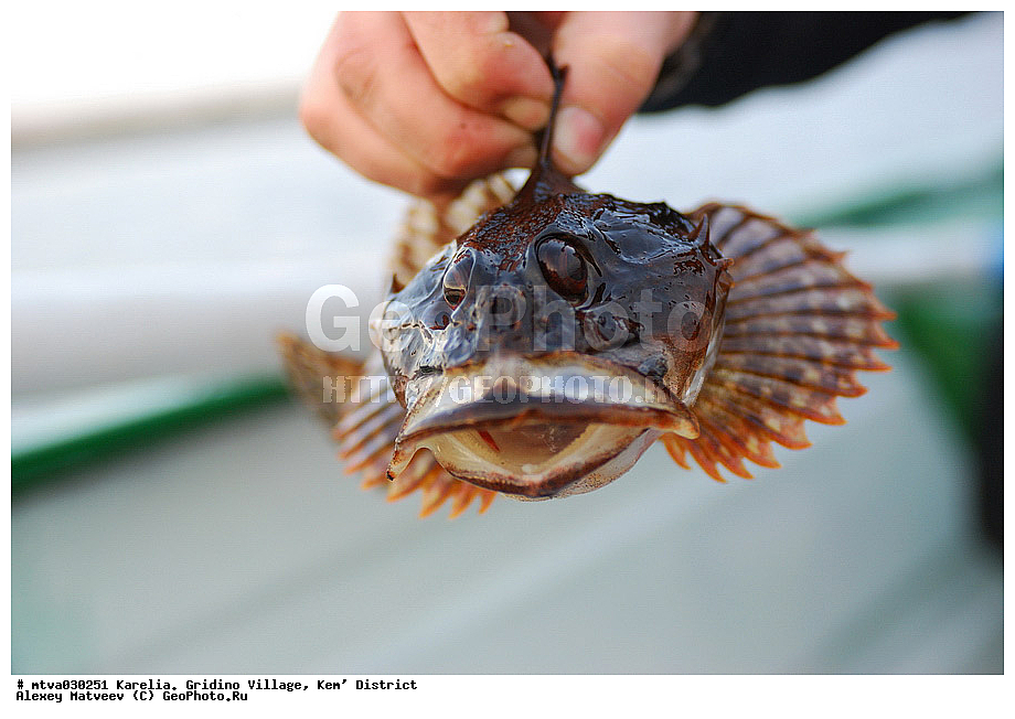 ����� ����, ������� �������, �������, ������� �����, ������