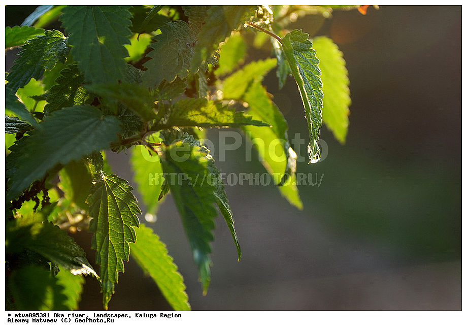 Urtica dioica, ��������� �������, ���, ������, ����