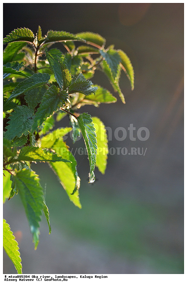 Urtica dioica, ��������� �������, ���, ������, ����