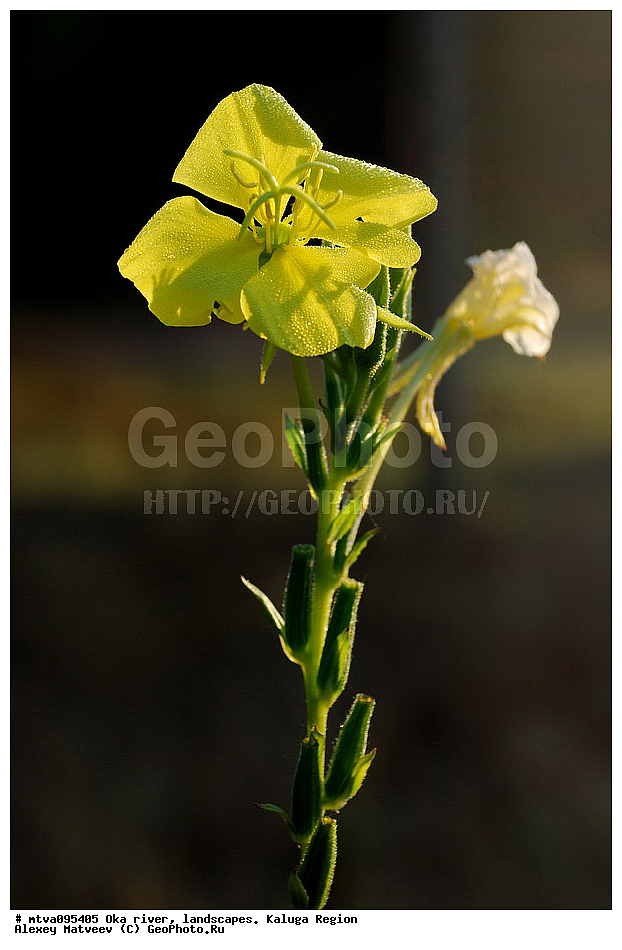 ��������� �������, ���, ��������, ������, ����, �������