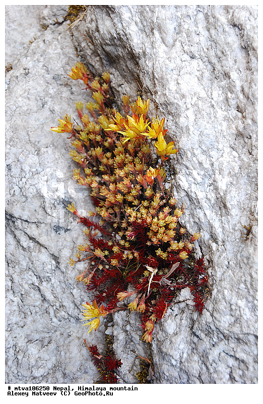 ����, �������, �����, ����������, �������-����, ����, ����, ��������