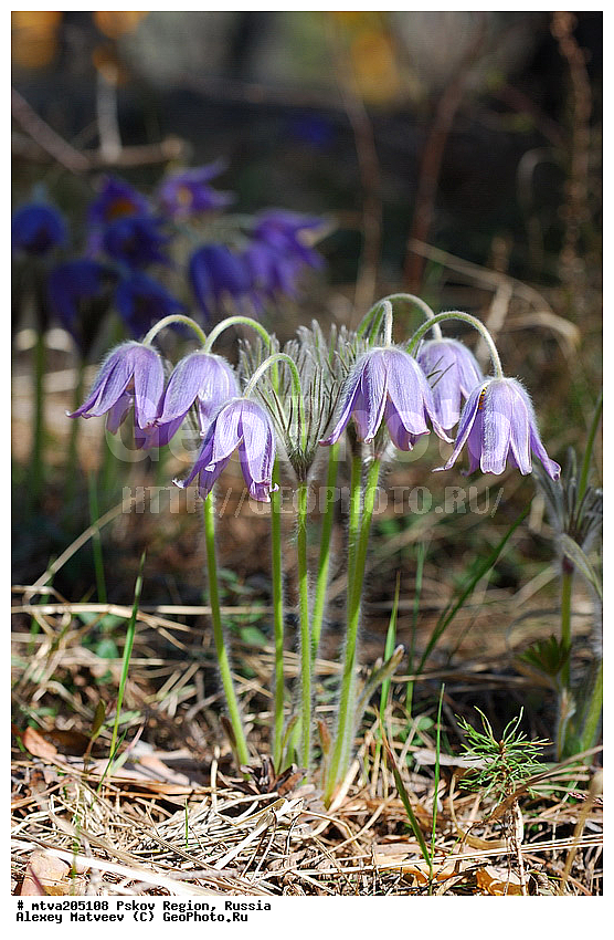 ��������� �������, �������, ��������, ������, �������, �������, ����������� ��������, �������� ������, ���-�����, �������� ���������, �������� ������, ���-�����, �������� ���������, Pulsatilla patens, �����, ���, ��������, ������, ������ ��������, �����, ���������� ��������, ������������ ��������, ������������ ��������, ������, �����, XYZ, ���������, Ranunculaceae, �������� ���������, �������� ��������, �������� �������������, �������� �������������, ���-�����, Pulsatilla patens, Pulsatilla kioviensis, Pulsatilla latifolia, Pulsatilla ovczinnikovii