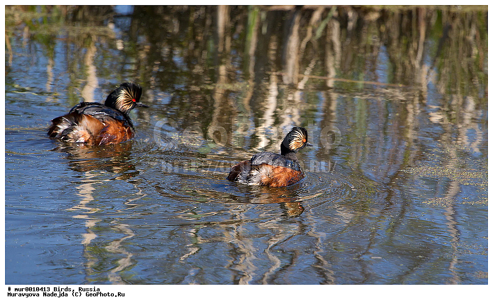 ��������, ��������, �����, �����, ��������, �����������, XYZ, �����������, ���������� �������, ������� ������, ������, ������� �����, ������� �����, ����������, Podicipedidae, ����������� �������, Podiceps nigricollis