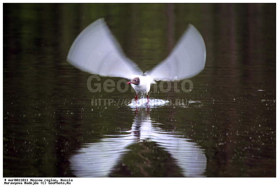 �����������, ���������� �������, ������� ������, ������, ��������, ��������, �����, �����, ��������, �����������, ������� �����, ������� �����, XYZ, ��������, Laridae, ������ �����, ������� �����, ������������ �����, ������ �����, Larus ridibundus, Chroicocephalus ridibundus