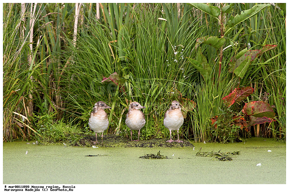 �����������, ���������� �������, ������� ������, ������, ��������, ��������, �����, �����, ��������, �����������, ������� �����, ������� �����, XYZ, ��������, Laridae, ������ �����, ������� �����, ������������ �����, ������ �����, Larus ridibundus, Chroicocephalus ridibundus