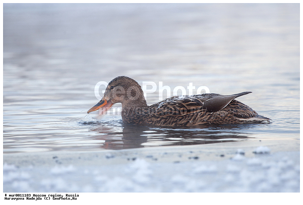 �����������, ���������� �������, ������� ������, ������, ��������, ��������, �����, �����, ��������, �����������, , �����������������, ������������� �����, ������������� �����, XYZ, ������, Anatidae, ������, Anas platyrhynchos