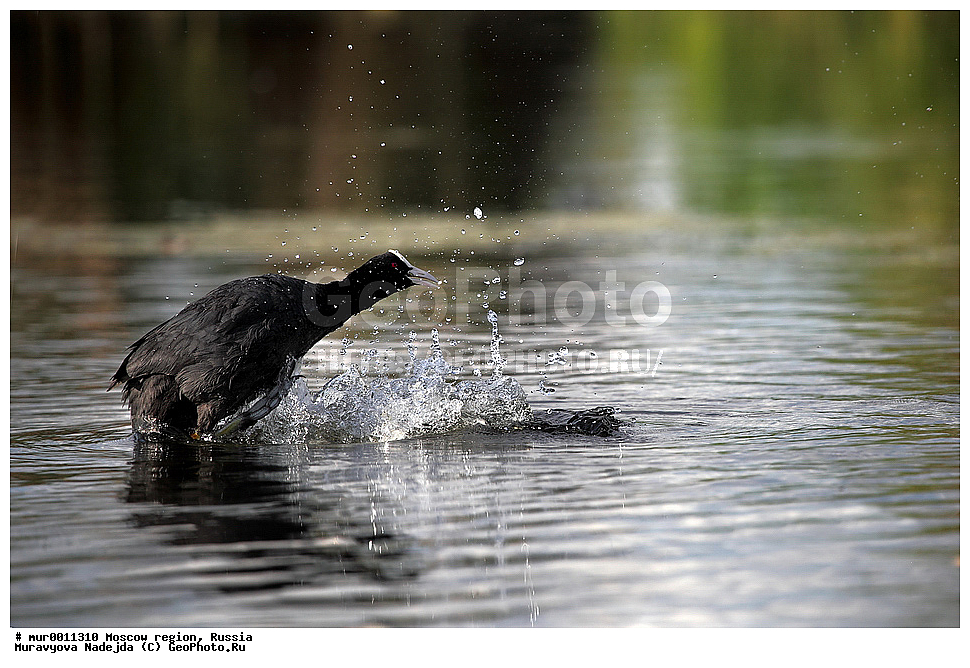 �����������, ���������� �������, ������� ������, ������, ��������, ��������, �����, �����, ��������, �����������, XYZ, �����������, Rallidae, ������, �����, Fulica atra