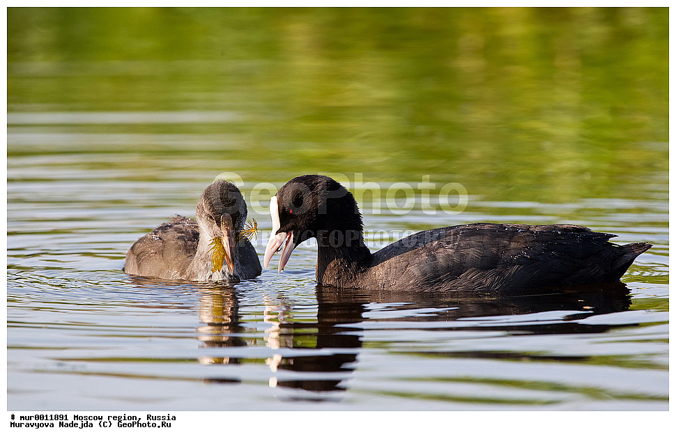 �����������, ���������� �������, ������� ������, ������, ��������, ��������, �����, �����, ��������, �����������, XYZ, �����������, Rallidae, ������, �����, Fulica atra