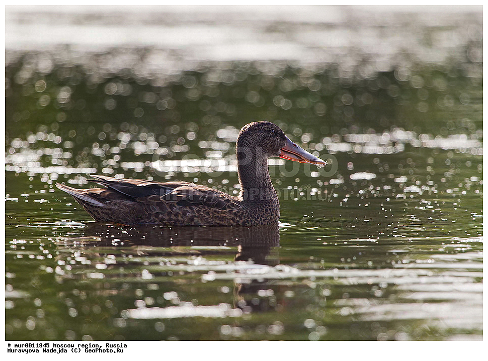 �����������, ���������� �������, ������� ������, ������, ��������, ��������, �����, �����, ��������, �����������, , �����������������, ������������� �����, ������������� �����, XYZ, ������, Anatidae, �����������, Anas clypeata