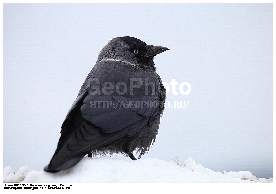 �����������, ���������� �������, �������, ������, ��������, ��������, �����, �����, ��������, �����������, XYZ, ��������, ���������, Corvidae, �����, Coloeus monedula