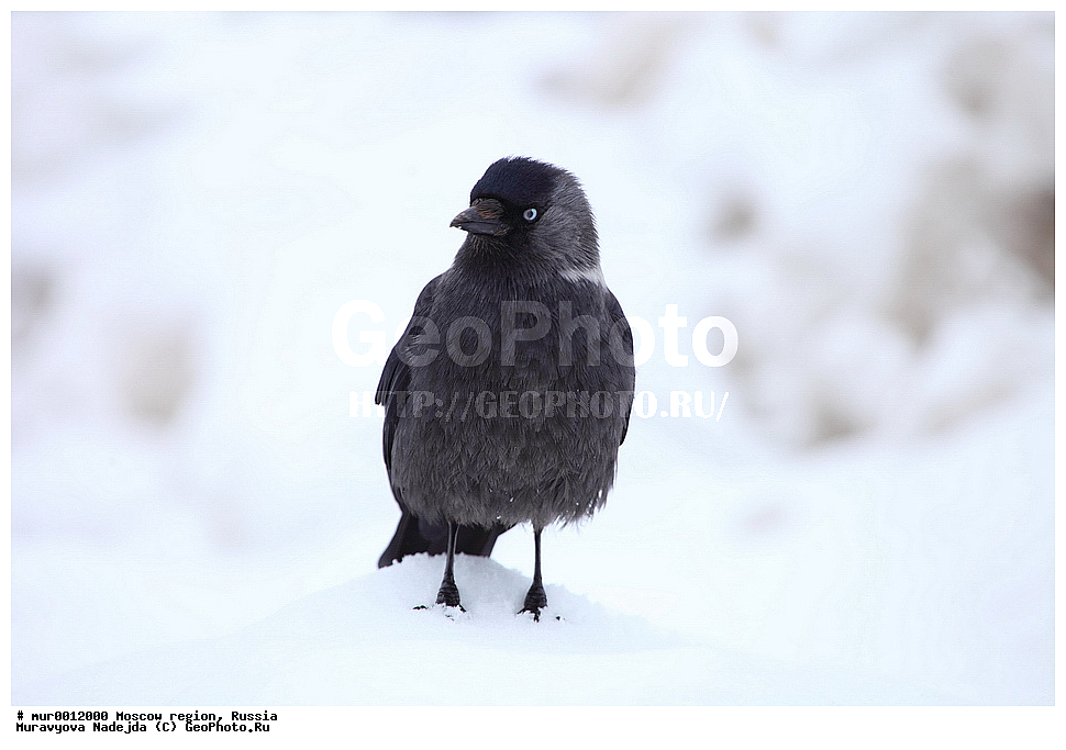 �����������, ���������� �������, �������, ������, ��������, ��������, �����, �����, ��������, �����������, XYZ, ��������, ���������, Corvidae, �����, Coloeus monedula